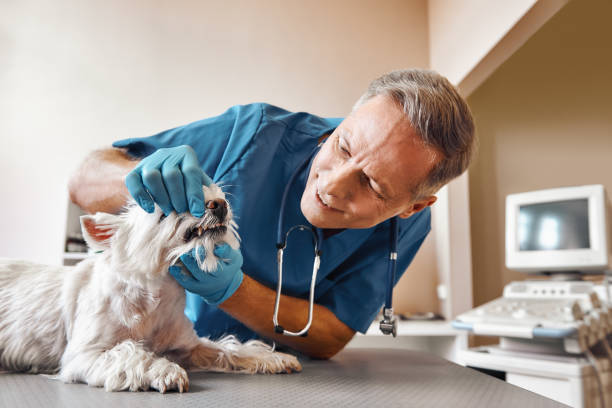 Best Urgent Dental Care for Toothache in Springville, AL